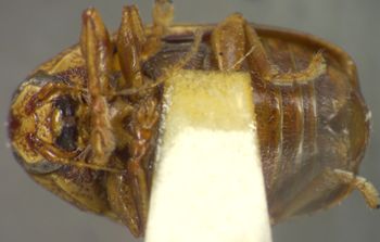 Media type: image;   Entomology 23603 Aspect: habitus ventral view